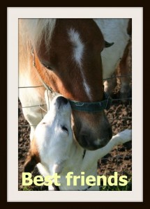 best friends, horse and dog